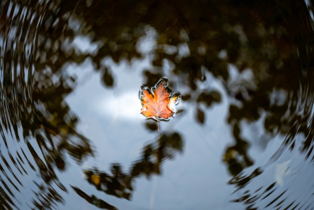 An autumn leaf in the water.