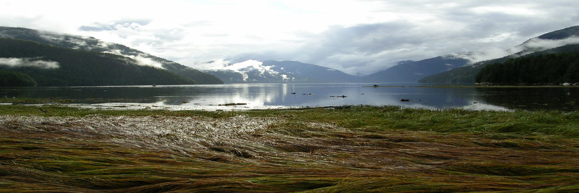 A view of an estuary in Kitasoo, part of the study area for the proposed national marine conservation area reserve in the Central Coast of British Columbia. With clouds covering the peak, and eelgrass is in the foreground. 