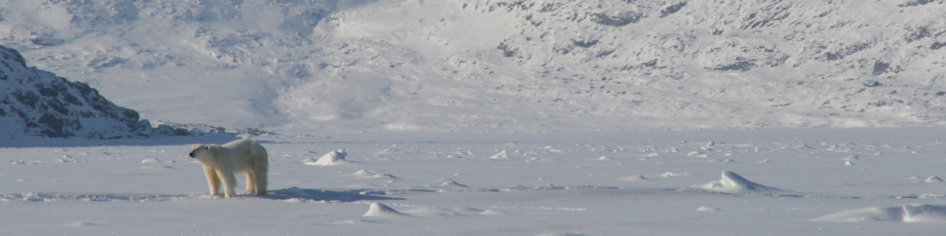 A polar bear walks on a frozen landscape covered in snow and ice. Mountains in the distance are also covered in snow.