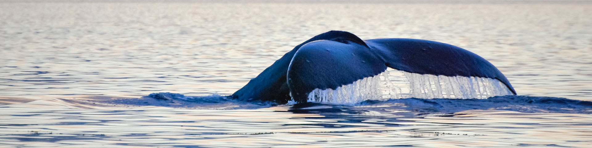 A whale’s tail breaching.