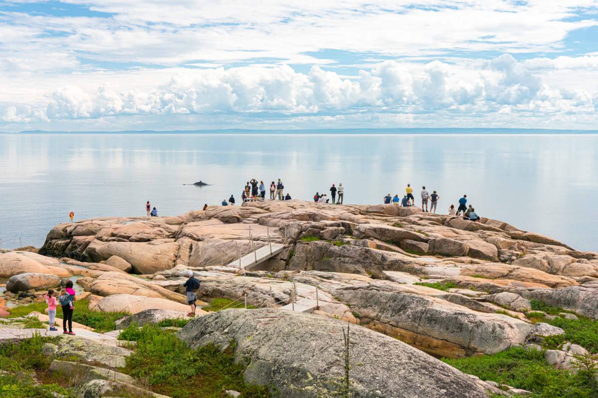 Au Centre d’interprétation et d’observation du Cap-de-Bon-Désir, les visiteurs observent les baleines depuis la rive du parc marin du Saguenay–Saint-Laurent.