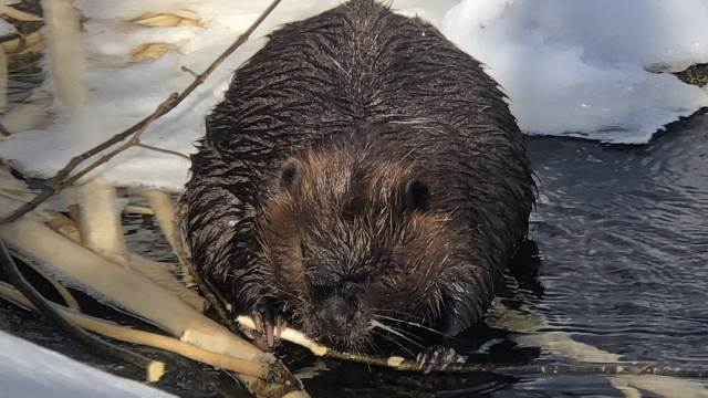 Un castor du Canada (Castor canadensis)