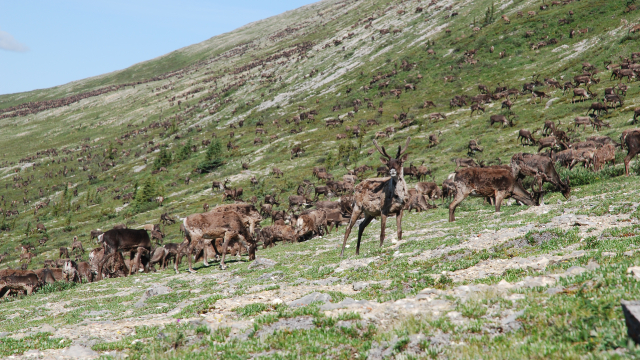 the Porcupine Caribou Herd