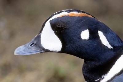 Head of a duck with black and white colors