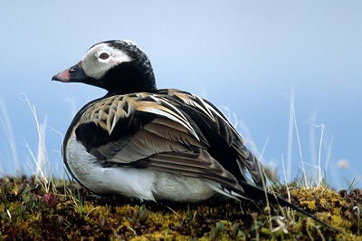 A duck laying on grass with blue sky background