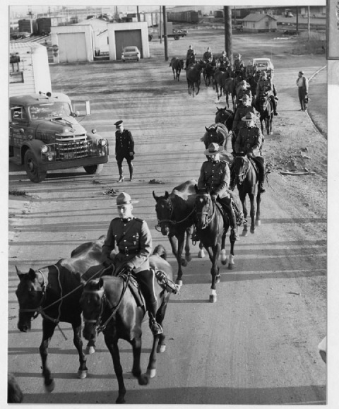Uniformed police constables on horseback down a road, from the 1960s