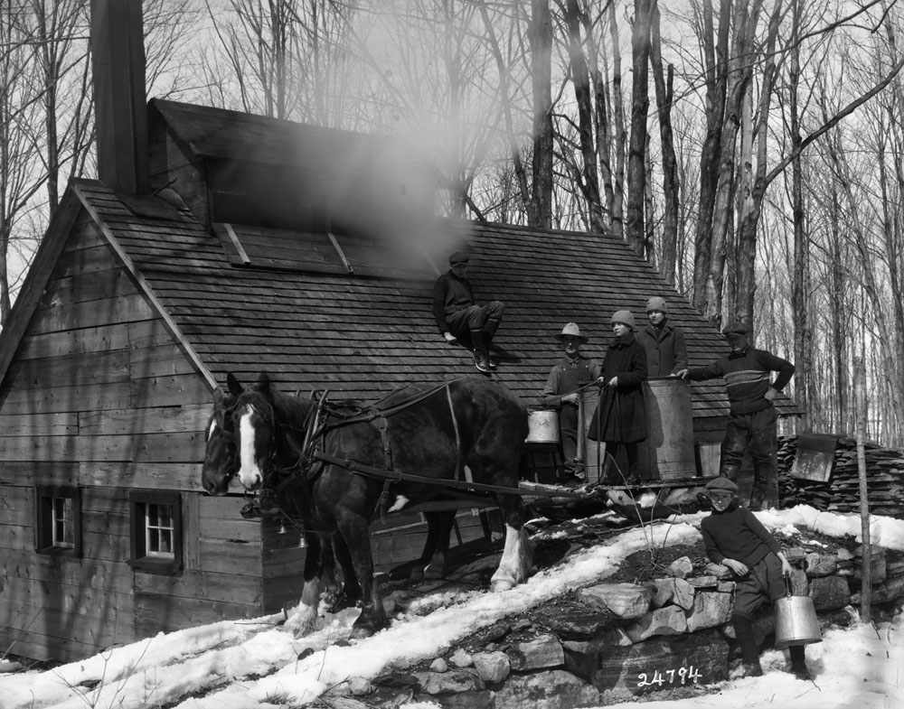 People on a horse sleigh collecting maple sap in a maple sugar bush, 1926