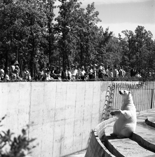 Black and white photo of a bear in a zoo