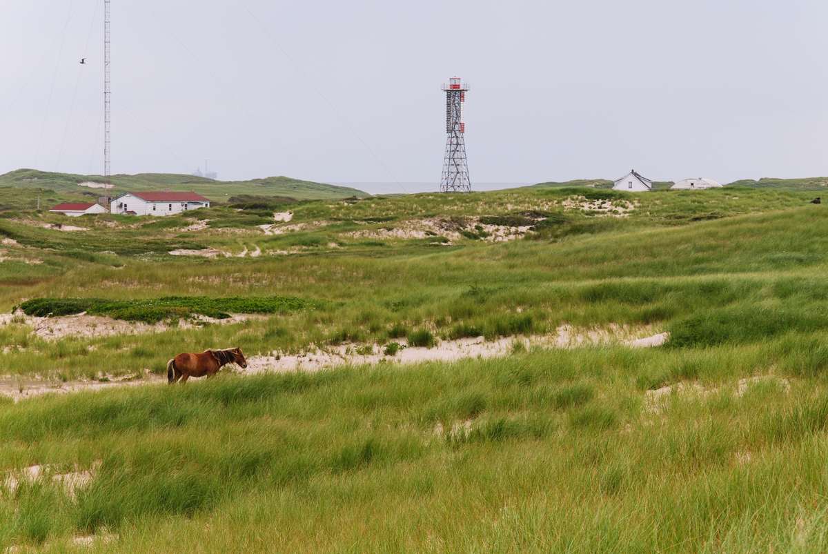 Landscape view with green grass, sand dunes, some far away buildings and structures, we see a horse