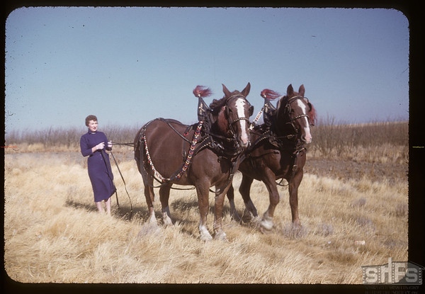 Une femme avec deux chevaux dans une prairie, dans les années 1950