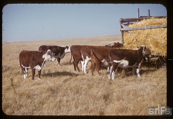 Un groupe de vache s'approche d'une remorque remplie de foin, dans les années 1950 
