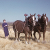 A woman with two horses in a prairie, in the 1950s
