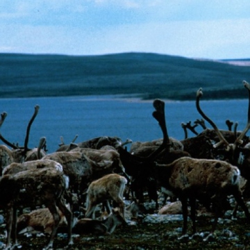 A group of caribou on the shore