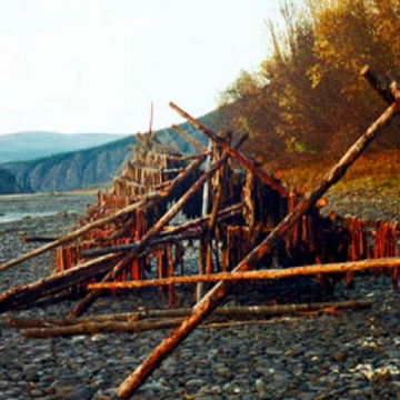 A fish rack on a river bank created by a formation of branches