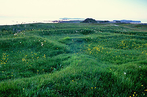 Green field landscape with little yellow flowers
