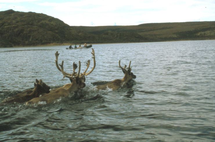 Three caribou swimming in a lake