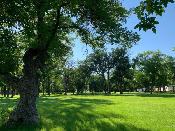 Landscaping with green grass and trees