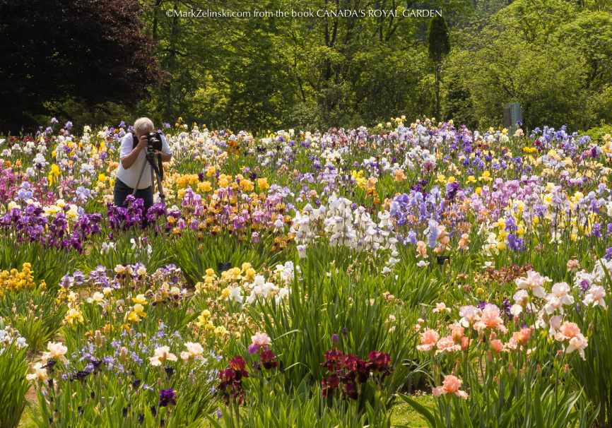 Image of a photographer surrounded by a field of flowers