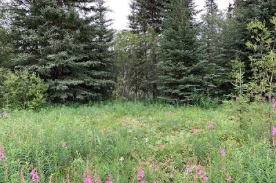 A landscape of a forest and purple flowers