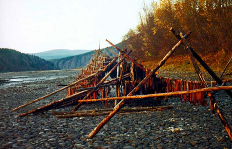 Photo of a fish rack on a river bank created by a  formation of branches 