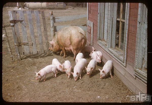 Un groupe de porcelet suivent un porc adulte dans un enclot, dans les années 1950