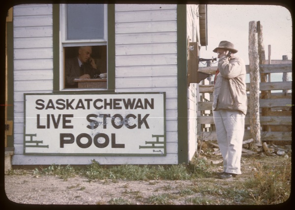 Un homme se tient debout près d'un bâtiment, sur lequel il est inscrit Saskatechewan live stock pool, dans les années 1950