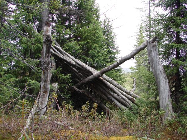 Des troncs d'arbres formant une installation ayant subi le temps et les intempéries