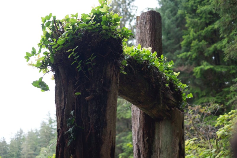 Wood posts in nature setting