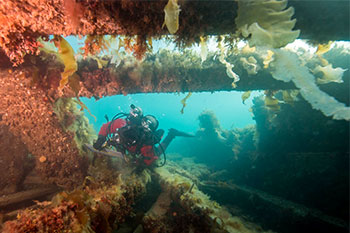 An archaeologist swims between upper and lower decks surrounded by timbers and marine vegetation.
