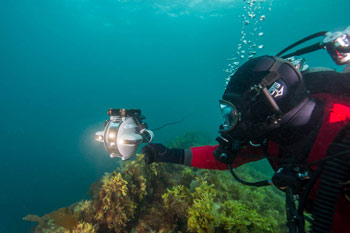 An underwater archaeologist in diving gear with a round white robot swim slightly above a patch of marine vegetation.