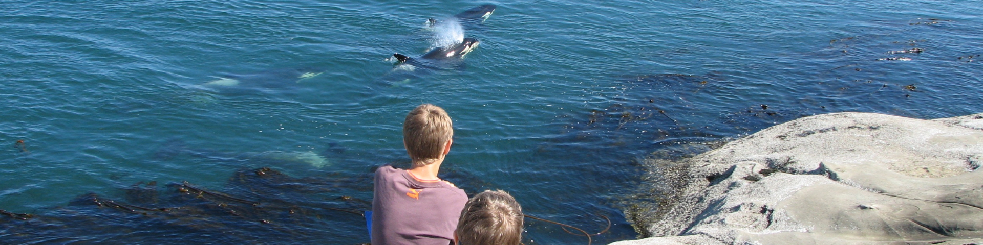 Two visitors are seated on a boulder and observing a pair of orcas swimming in the water.