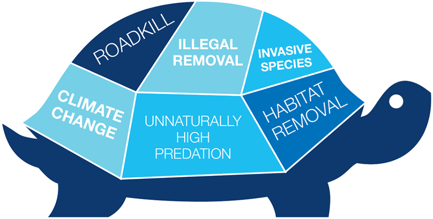 Representation of cumulative effects that may impact turtles.