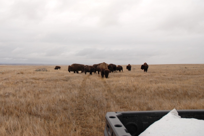 A group of bison cluster around a trail of bait as a vehicle with a bait bag is shown driving away from them.