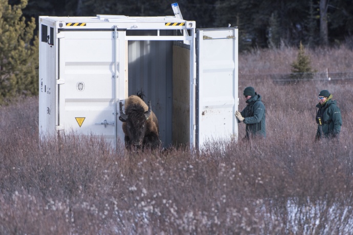 A steel crate carried by a helicopter containing bison is placed on the ground. A herd of bison is released from the crate as they gallop off.