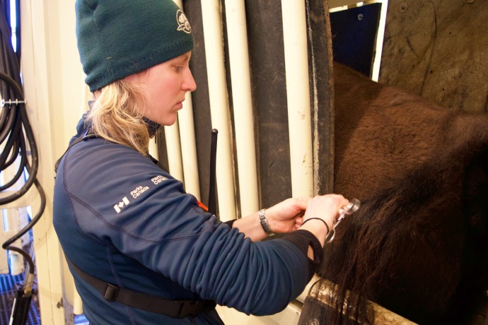 A Parks Canada employee is taking a hair sample from a bison in a holding pen.