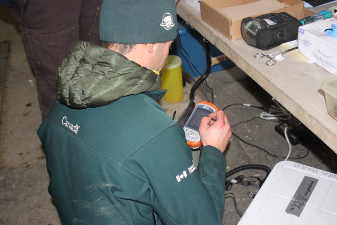 A Parks Canada employee uses a device for monitoring the health of bison.