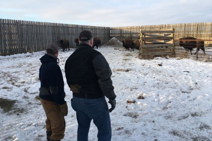 Two people stand in a fenced-in pen watching bison in the wintertime.