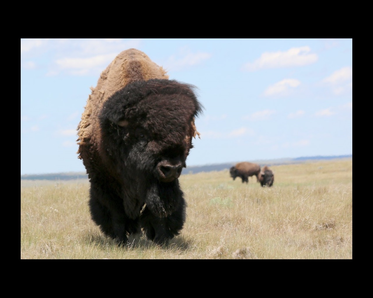 Un bison se tient dans une prairie tandis que deux autres bisons se tiennent en arrière-plan.