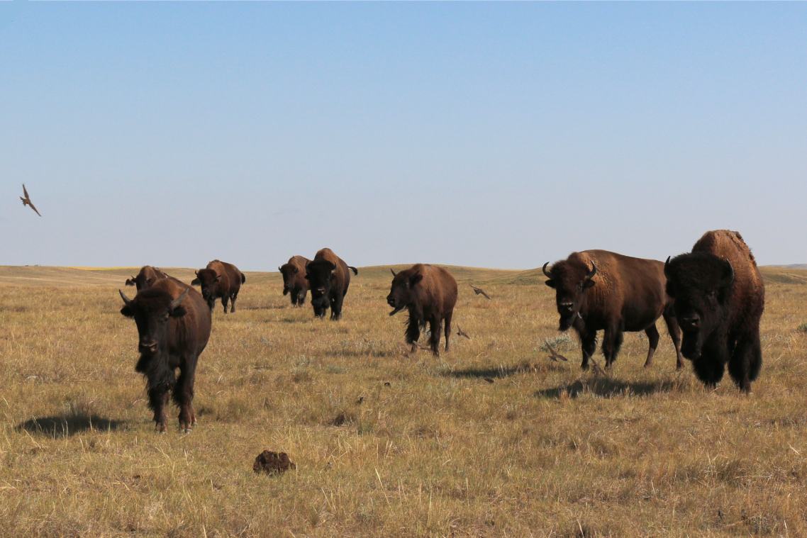 A group of bison stand in a brown grassy plain surrounded by a flock of birds.