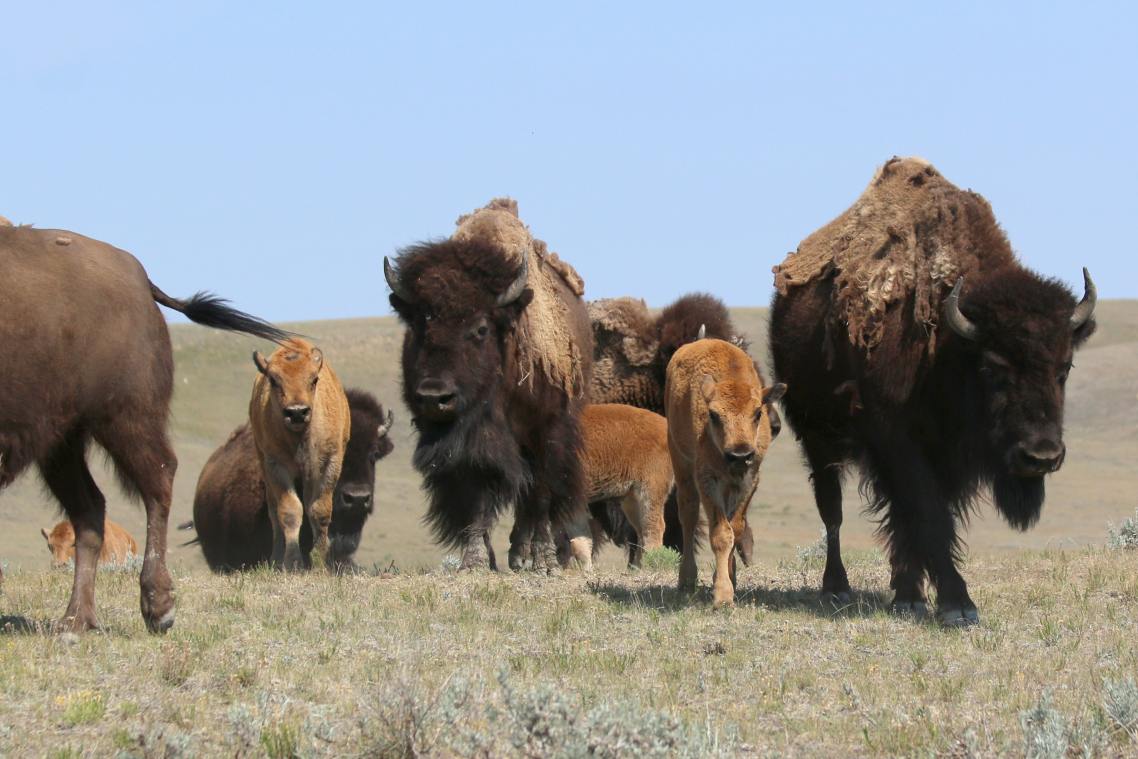 A family of bison with patchy fur and three golden brown calves stand in a dried grassy plain.