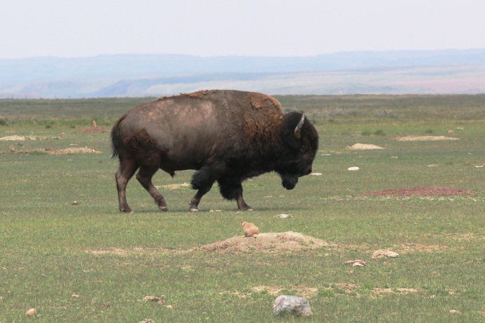 A bison with patchy brown fur on green grassy plains walks past a small mammal who watches him closely from its mound.