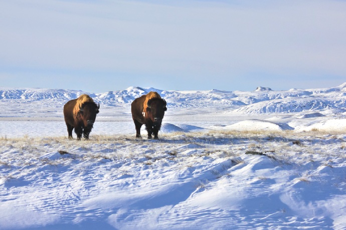 Two bison stand in a snow-covered grassy plain with rolling hills.