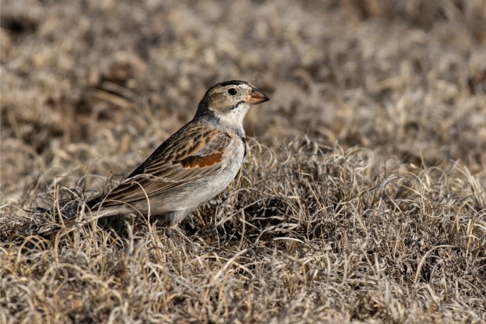 A small grey bird with golden markings stands camouflaged in short dried grass.