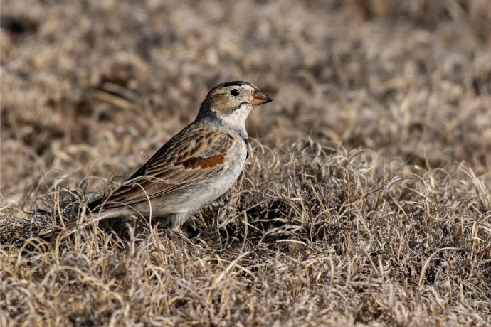 Un petit oiseau gris aux marques dorées se camoufle dans l’herbe courte et sèche.