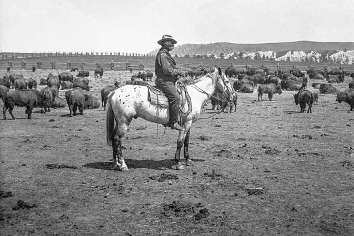 A historic photo of a rancher sitting on a white horse among a herd of fenced-in bison.