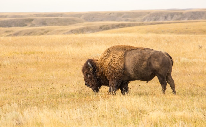 Un bison seul marche dans des prairies dorées, des collines ondulées en arrière-plan.
