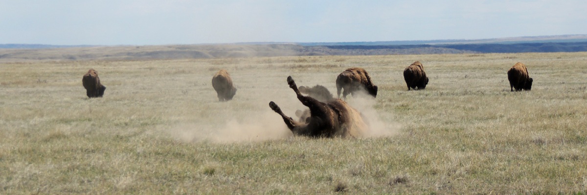 Six bisons se tiennent sur une plaine herbeuse sèche. Un bison roule sur le côté, créant un nuage de poussière.