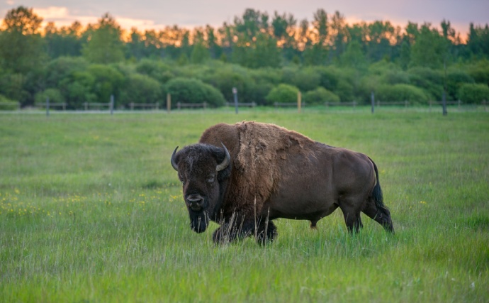 Un bison seul avec une tête au pelage broussailleux se tient dans une zone forestière herbeuse.