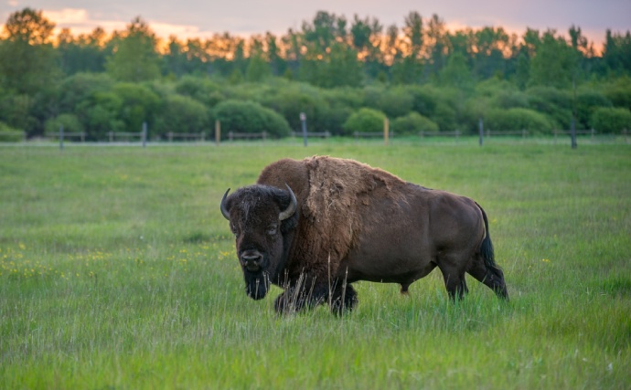 A single bison with a bushy head of hair stands in a forested grassy area.