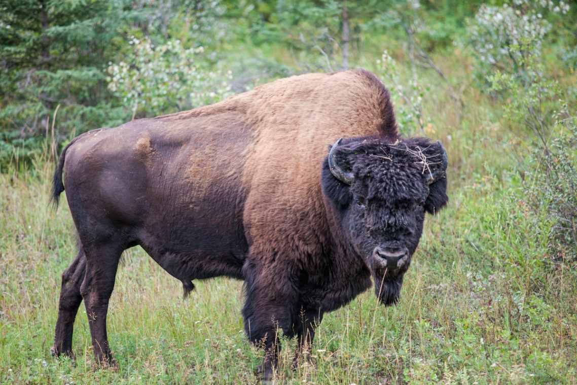 A single bison with a bushy head of hair stands in a forested grassy area.